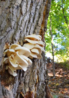 reserve-naturelle-oratoire-saint-joseph-ora_3118_web