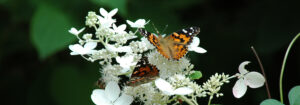 Papillons et hydrangée OSJ