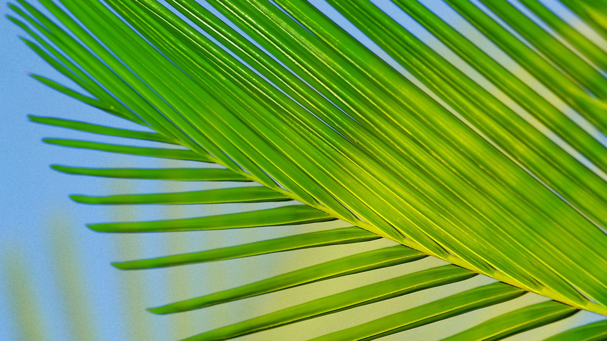 Dimanche des rameaux - Sunday palms